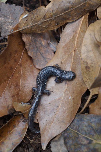 Cope’s Flat-footed Salamander