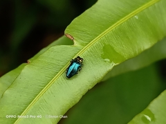 Endelus cupido