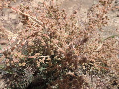 Phymaspermum appressum