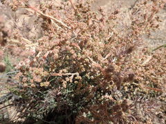 Phymaspermum appressum