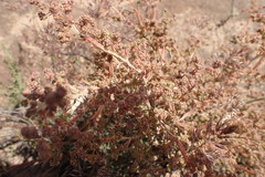 Phymaspermum appressum