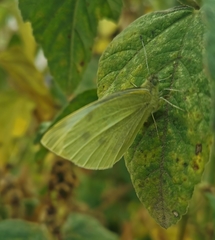Pieris