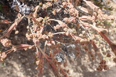 Phymaspermum appressum