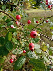Rosaceae