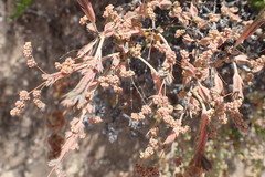 Phymaspermum appressum