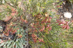 Polygala wittebergensis