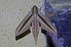 Theretra silhetensis