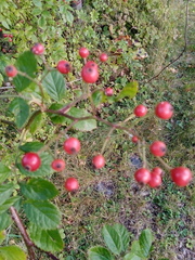 Rosaceae