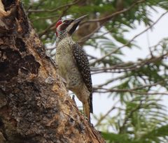 Campethera bennettii