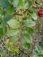 Rosaceae
