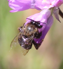 Habropoda tristissima