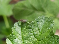 Diptera