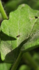 Chloropidae