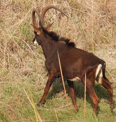 Hippotragus niger kirkii