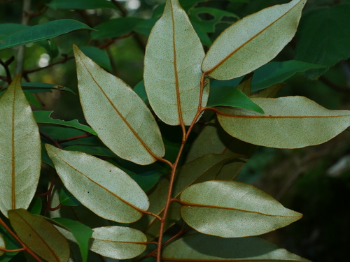 Image of Elaeagnus glabra by (c) Jacy Chen, some rights reserved (CC BY)