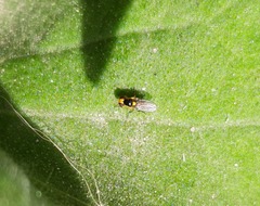 Chloropidae