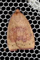 Detounda leptoplasta