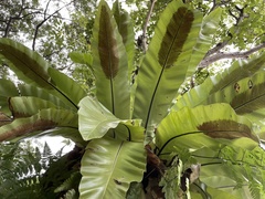 Asplenium australasicum