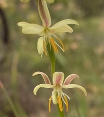 Hesperantha radiata
