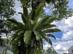 Asplenium australasicum