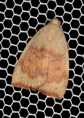 Detounda leptoplasta