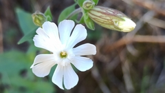 Silene latifolia