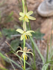 Hesperantha radiata