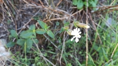 Silene latifolia