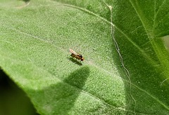 Chloropidae