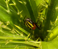 Alpaida quadrilorata