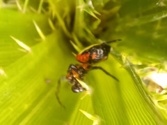 Alpaida quadrilorata
