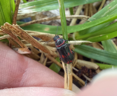 Astylus cyanerythrus