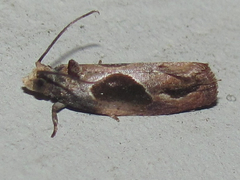 Eumarozia malachitana