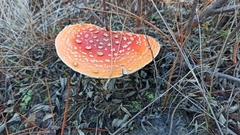 Amanita muscaria
