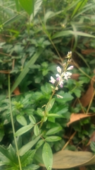 Grona heterocarpos angustifolia