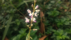 Grona heterocarpos angustifolia