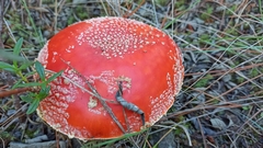 Amanita muscaria