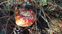 Amanita muscaria