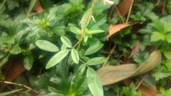 Grona heterocarpos angustifolia
