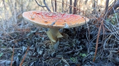 Amanita muscaria