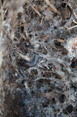 Chiropterotriton orculus