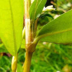 Persicaria maculosa