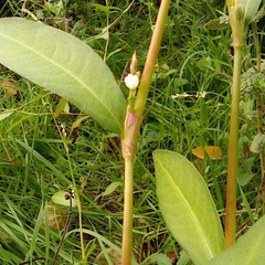 Persicaria maculosa
