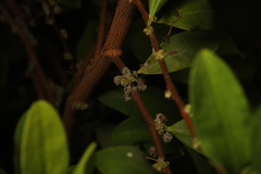 Erythroxylum coca