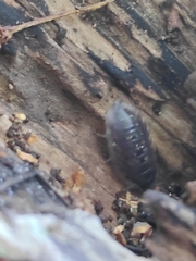 Oniscus asellus