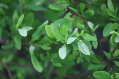 Erythroxylum coca