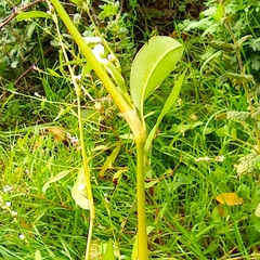 Persicaria maculosa
