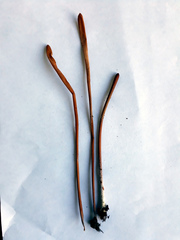 Macrotyphula fistulosa