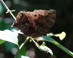 Protogoniomorpha temora