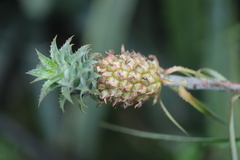 Ananas comosus microstachys